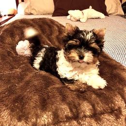 Yorkshire Terrier Puppies from Sweet Creations Yorkies