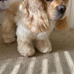 Cocker Spaniel All Grown Up from Once Upon a Time Cockers