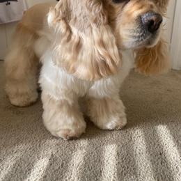 Cocker Spaniel All Grown Up from Once Upon a Time Cockers