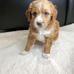 Aussiedoodle Puppies from Sweet AZ Doodles