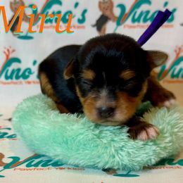(Miru) (Mee-Roo) Elvish for Wine - Parti female Yorkshire Terrier puppy in Pleasant View, Tennessee from Vino’s Pawfect Yorkies