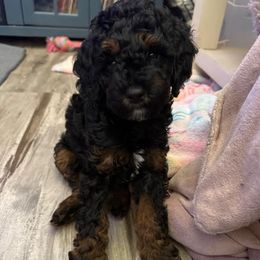 Cavapoo Puppies from AZ Cavapoos