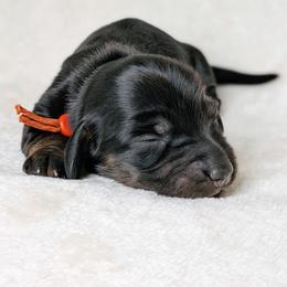 Lola - Black and tan female Dachshund puppy in Danbury, New Hampshire from Maplewood Mountain Farm