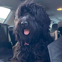 Australian Labradoodles and Goldendoodles from Happy Doodles Town