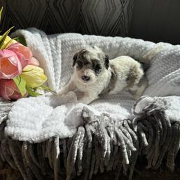Eden - Parti female Poodle puppy in Jonesville, North Carolina from Richardson Family Farms, LLC
