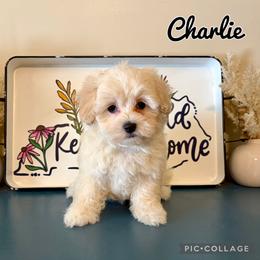 Companion Cross, Mal-Shi, Maltese, Maltipoo, and Poodle Puppies from Paw Perfect Pets