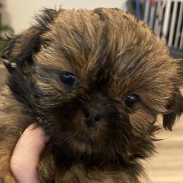 Shih Tzus from Lil’ Luvs Shih Tzu