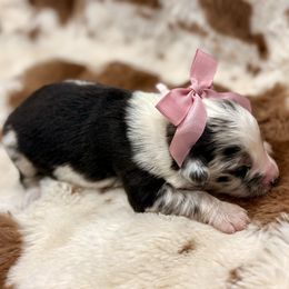 Pink collar with tail - Blue merle female Miniature Australian Shepherd puppy in 32046, Florida from River Hill Ranch
