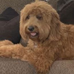 Goldendoodles from Mimi's Goldendoodles of Prattville Alabama