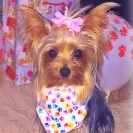 Yorkshire Terriers from Brooklyn Yorkshire Terriers