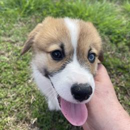 Scooby - Sable male Pembroke Welsh Corgi puppy in Adairsville, Georgia from R&R Corgis
