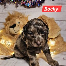 Rocky - Merle male Cockapoo puppy in Holden, Missouri from Rouffman Doodles