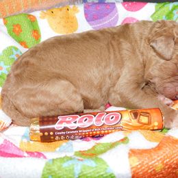 Rolo - Red  Goldendoodle puppy in Iowa from Nation Goldendoodles