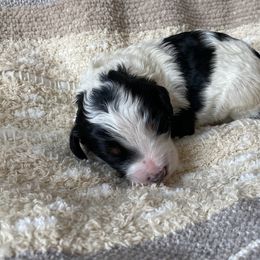 Bernedoodle Puppies from Scarlett Doodles