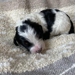 Bernedoodle Puppies from Scarlett Doodles