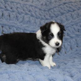 Australian Shepherd Puppies from Crofford’s Pretty Pups