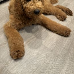 Goldendoodle All Grown Up from Dawnie’s Doodles