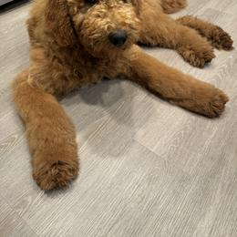 Goldendoodle All Grown Up from Dawnie’s Doodles