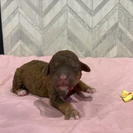 Pua - Phantom female Goldendoodle puppy in Camden, North Carolina from Oopsie Doodles of NC