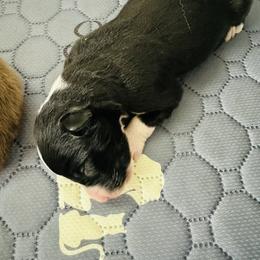 Night - Black & white female Miniature Australian Shepherd puppy in Norco, California from Joyfulpuppies
