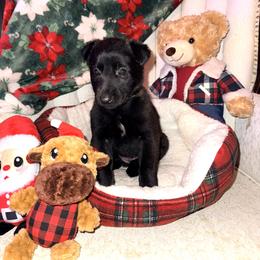 Pink Collar - Fawn sable female Belgian Malinois puppy in Trenton, Georgia from Laeknir K9