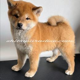 Maya - Red female Shiba Inu puppy in Tualatin, Oregon from Shiba Paradise
