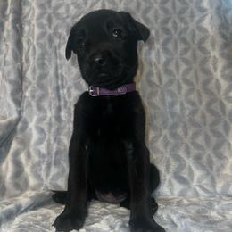File' - Black brindle female Dutch Shepherd puppy in Saint Amant, Louisiana from Mercy Kennels