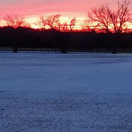 Shih Tzu Puppies from Karen Elliott