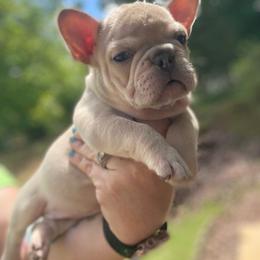 Tara - Blue fawn female French Bulldog puppy in Seneca, South Carolina from Burrell’s Bulldog Kingdom