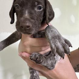 Gray - Liver roan female German Shorthaired Pointer puppy in Highland, Illinois from Big Daves Bird Dogs LLC,  BDBD