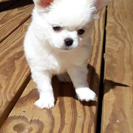 Chihuahua puppies from Delinda's Chihuahuas