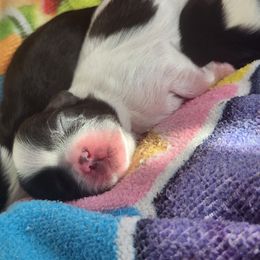 Boy Six - Black and white male Shih Tzu puppy in New Bern, North Carolina from Kuddly Creatures