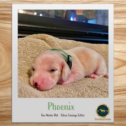 Phoenix - Piebald male Dachshund puppy in Cave Junction, Oregon from Rockindachs