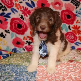 Labradoodle Puppies from Renee Cornish