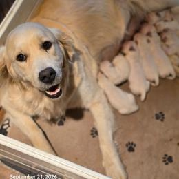 Puppy - Light golden female Golden Retriever puppy in Waynesburg, Ohio from Avalon English Retrievers