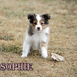 Pomsky, Shetland Sheepdog, and Toy Shetland Sheepdog Puppies from Mountain High Kennels