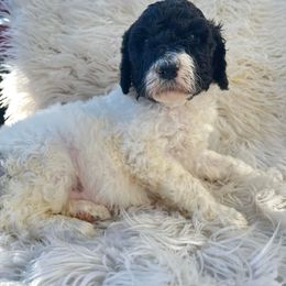 Goldendoodle and Poodle Puppies from Elizabeth Rocha's Doodles