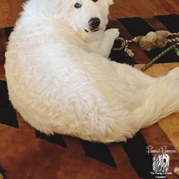 Great Pyrenees Puppies from Prospect Pyrenees