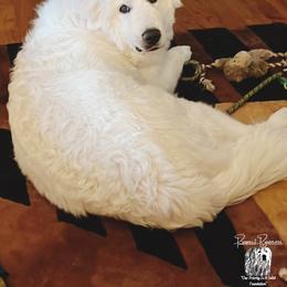 Great Pyrenees Puppies from Prospect Pyrenees