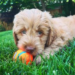 Australian Labradoodle Puppies from NorthStar Labradoodles, LLC.