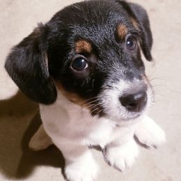 Russell Terriers from PakaJack Russell Terriers