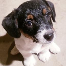 Russell Terriers from PakaJack Russell Terriers