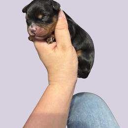 Gumbo - Tri-color male Cavapoo puppy in Picayune, Mississippi from JEN's Poodles