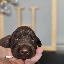 Wasabi - Chocolate male Labrador Retriever puppy in Macomb, Missouri from Hicks Family Homestead