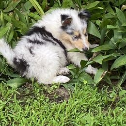 Veil - Blue merle female Collie puppy in Blossvale, New York from Glenara Collies & Papillons