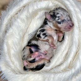 Boy 1 - Blue merle Aussiedoodle puppy in Chattanooga, Tennessee from Remedy Ridge Aussiedoodles