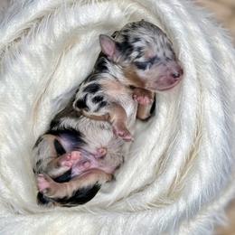 Boy 1 - Blue merle Aussiedoodle puppy in Chattanooga, Tennessee from Remedy Ridge Aussiedoodles