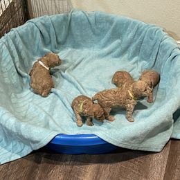 Pekingese and Poodle Puppies from Dogs lovers