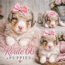 Girl 3, Peanut - Chocolate merle female Bernedoodle puppy in Delphos, Ohio from Route 66 Poodles & Doodles, Sapphire Shih-tzu's of Ohio