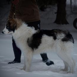 Persimmon - White female Tornjak puppy in Albright, West Virginia from Pine Spring Farm